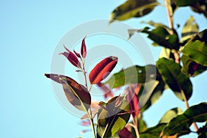 The New Leaves On JamunIndian Black PLum Tree