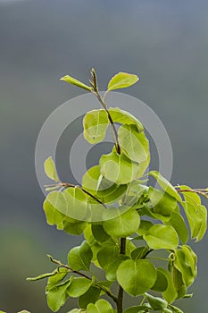 New leaves