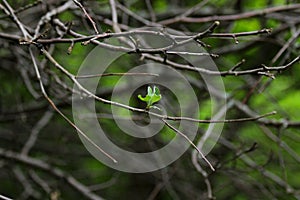New leaves from a solitary unfurled bud on a naked branch
