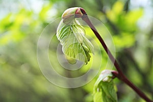 The new leaves on the sprig in the spring