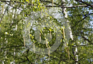 The new leaves on the sprig in the spring