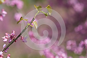 New Leaves Sprout Amid Pink Blossoms On Eastern Redbud Tree