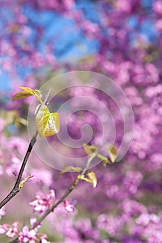 New Leaves Sprout Among Pink Blossoms On Eastern Redbud Tree
