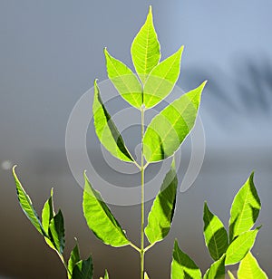 New leaves photo