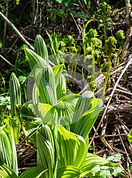 New leaves unfurl in a meadow