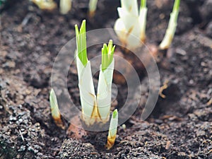 New life beginning concept. Gardening theme. Growing young crocuses. Appearing flower sprouts in springtime.