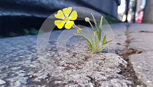 New life blossoms in fragile seedling, surrounded by nature beauty generated by AI