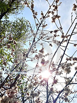 New life. Blue sky, sun. White flowers. Spring tree. Flowering branch. Wallpaper flowers background. Rays of light