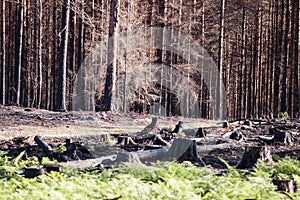 New life in burned zone with black stumps and green ferns in sunlight after forest fire