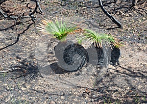 New life after bushfire Black Boys