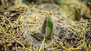 New life coming at the spring trough old grass