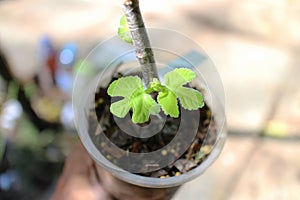 New life of a common fig plant.