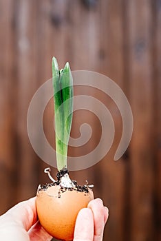 New Life concept with seedling growing sprout