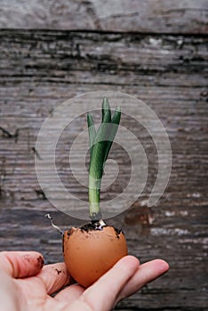 New Life concept with seedling growing sprout