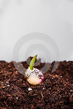 New Life concept with seedling growing sprout