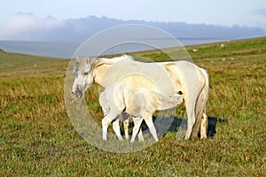 New Life, Dartmoor mare & foal.