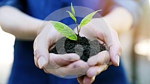 New life and environment conservation concept - woman holding young plant with soil in hands