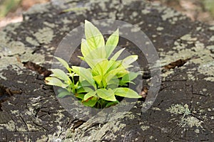 New life, fresh young seedling in old tree stump