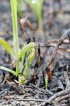 New life - grass blade on burnt soil