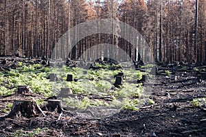 New life with green ferns in sunlight after forest fire