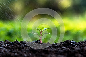 New life in the green world. Watering young plants.