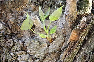 New life idea concept with seedling growing sprout tree, business development and eco symbolic