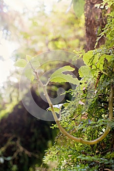 New life, leaves and foliage