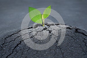 New life and path to the purpose concept with cracked asphalt road and green sprout