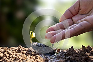 New life plants growing from seeds on fertile soil and farmer`s hands irrigating trees