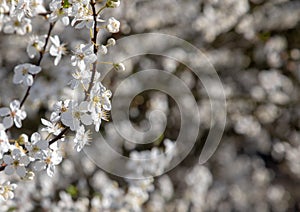 Wild Cherry Blossom tree in the UK England beautiful symbol of spring arriving photo