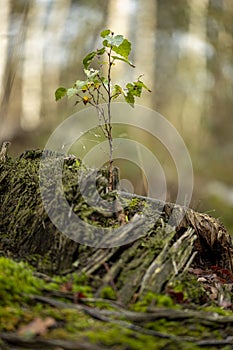 New life small twig growing on a log full of moss