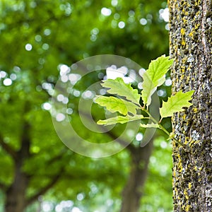 New life: spring is coming - young small plant born from a tree trunk