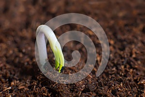 New life start. New beginnings. Plant germination on soil.