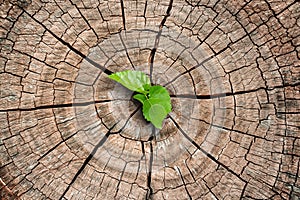 A new life start with the sprout of green leaves on a dead trees stump. Recovery of the Nature.