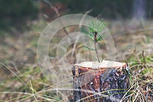 new life strenght and development concept - young pine sprout growing from tree stump photo