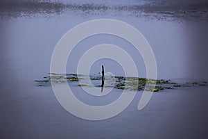 A new life taking birth between this lonely pond