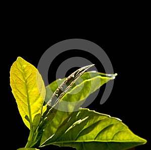 New life on a tree in spring time