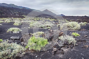 New life on volcanic soil