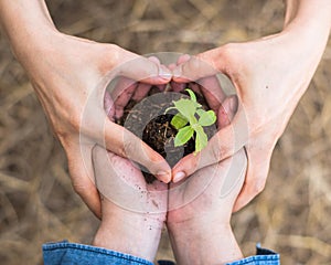 New life with volunteer planting young tree bud growing on soil in community together people`s hands in heart shape for nature