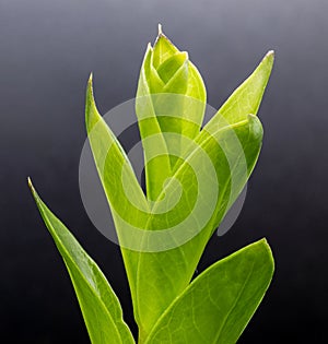 The New Light Green Leaves of Zamioculcas Zamiifolia Houseplant