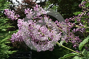 New Lilac Blooms