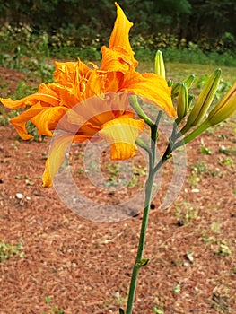 New lillie I transplanted finally bloomed