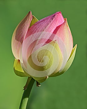 New Lotus Bloom