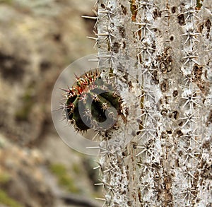 New meet old, Saguaro cactus with new arms growing.Carnegiea gi