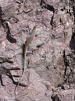 A New Mexican Whiptail Lizard on a Rock