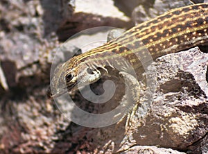 A New Mexican Whiptail Lizard on a Rock