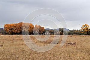 New Mexico Bosque Snow Geese photo