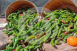 New Mexico Hatch Valley green chiles overflowing from harvest baskets following the chile pepper harvest in Albuquerque