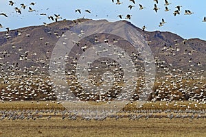 New Mexico landscape with snow geese in flight and sandhill cranes below