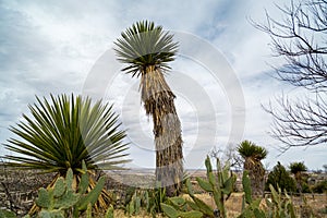 New Mexico Landscapes